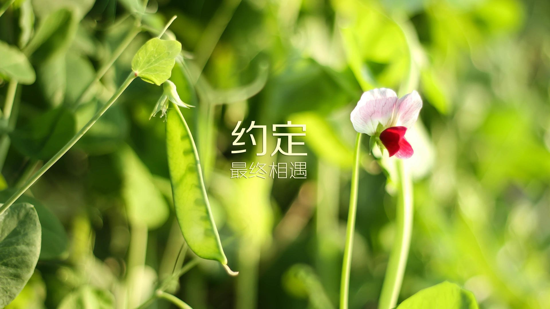 爱游戏体育-德甲：多特在客场逆转获胜，追逐拜仁压力继续，多特对阵拜仁比分预测