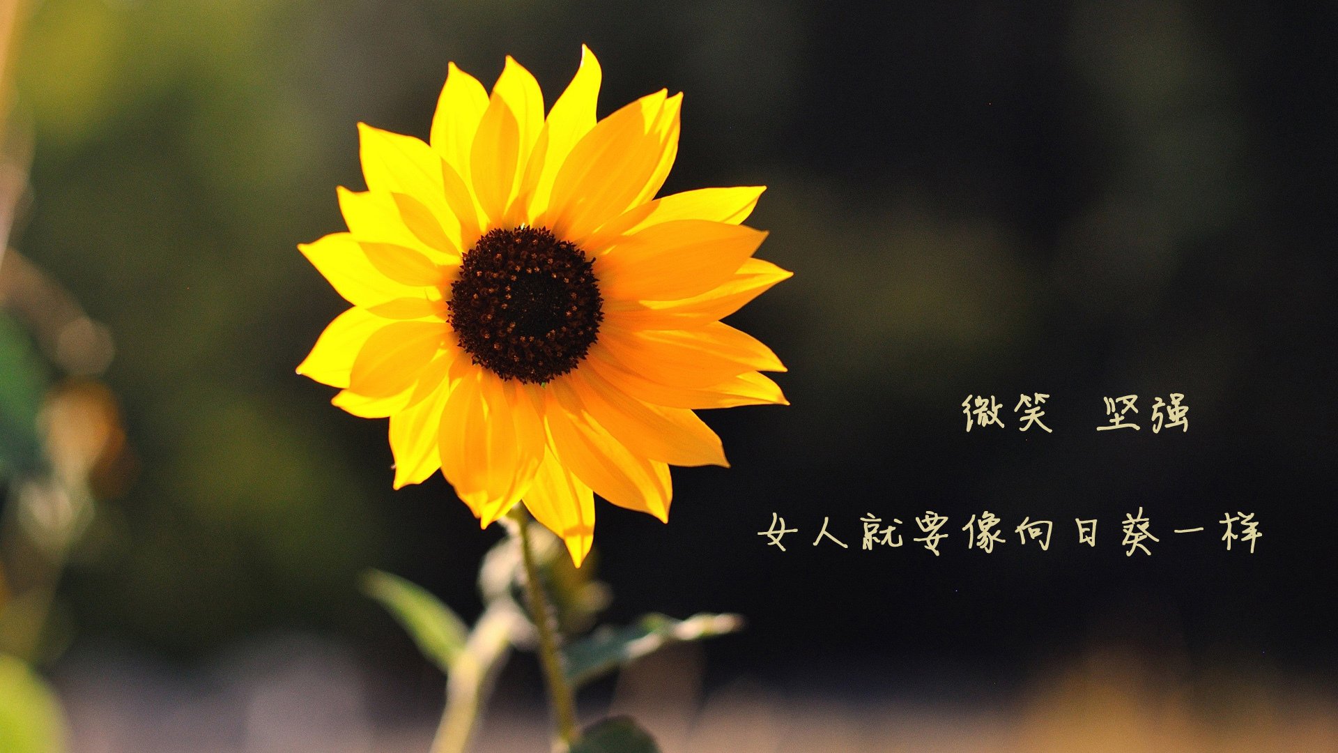 曼联俱乐部备战英超联赛，教练展望冠军梦想，英超曼联主教练