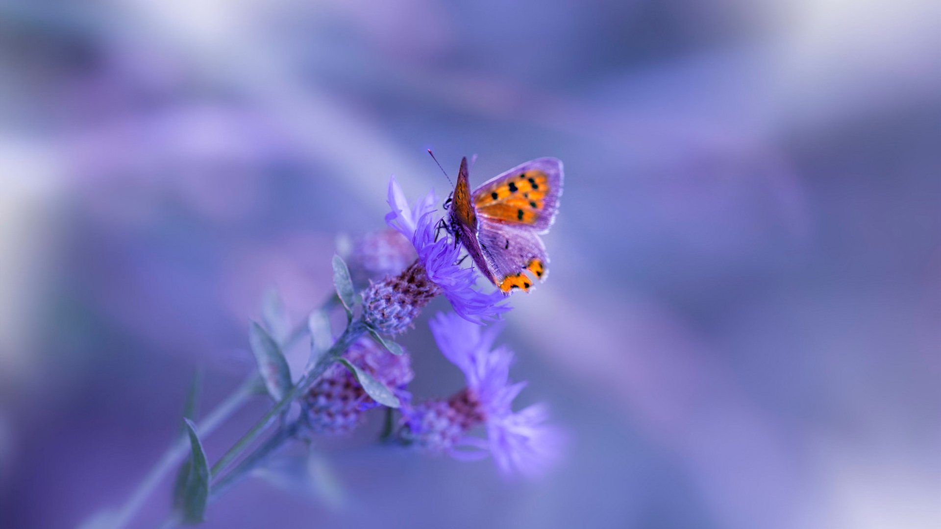 德甲霸主迈向国际多冠王新阶段，德甲霸主迈向国际多冠王新阶段赛程