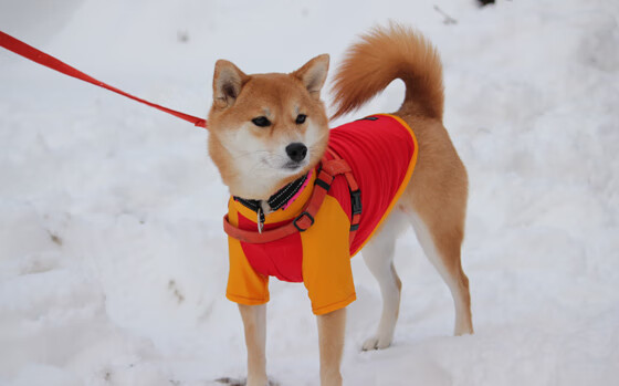 AYX SPORTS-王者荣耀主播破圈联动综艺展现多样魅力，2020年度王者荣耀主播