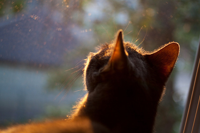 蒙彼利埃以体能优势拖垮对手节奏,蒙彼利埃球员名单