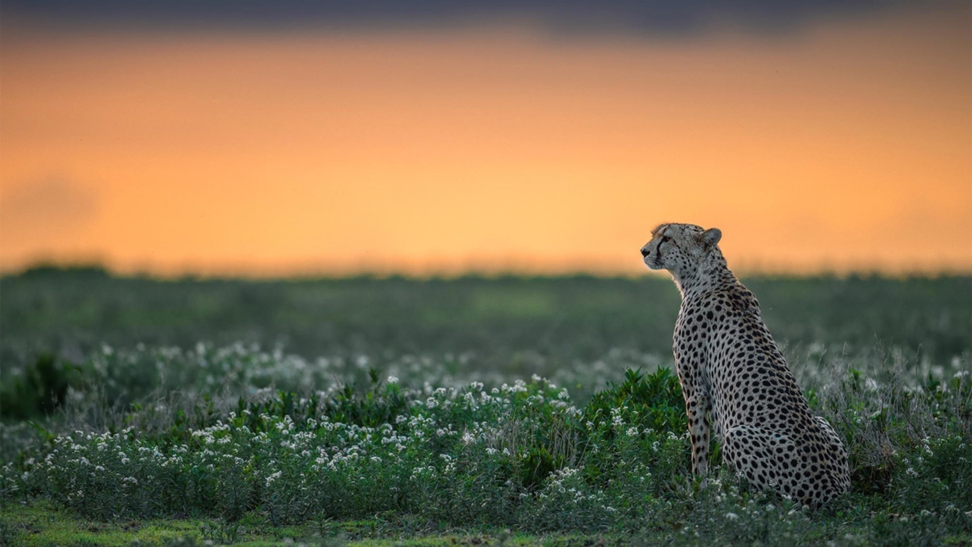中国足球青少年足球赛事质量全面提升,中国青少年足球发展计划领导办公室
