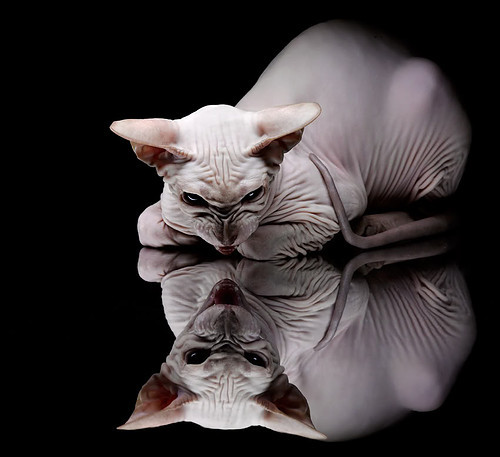 南非羚羊队:快速反击与强硬防守让他们在比赛中如鱼得水,非洲羚羊视频