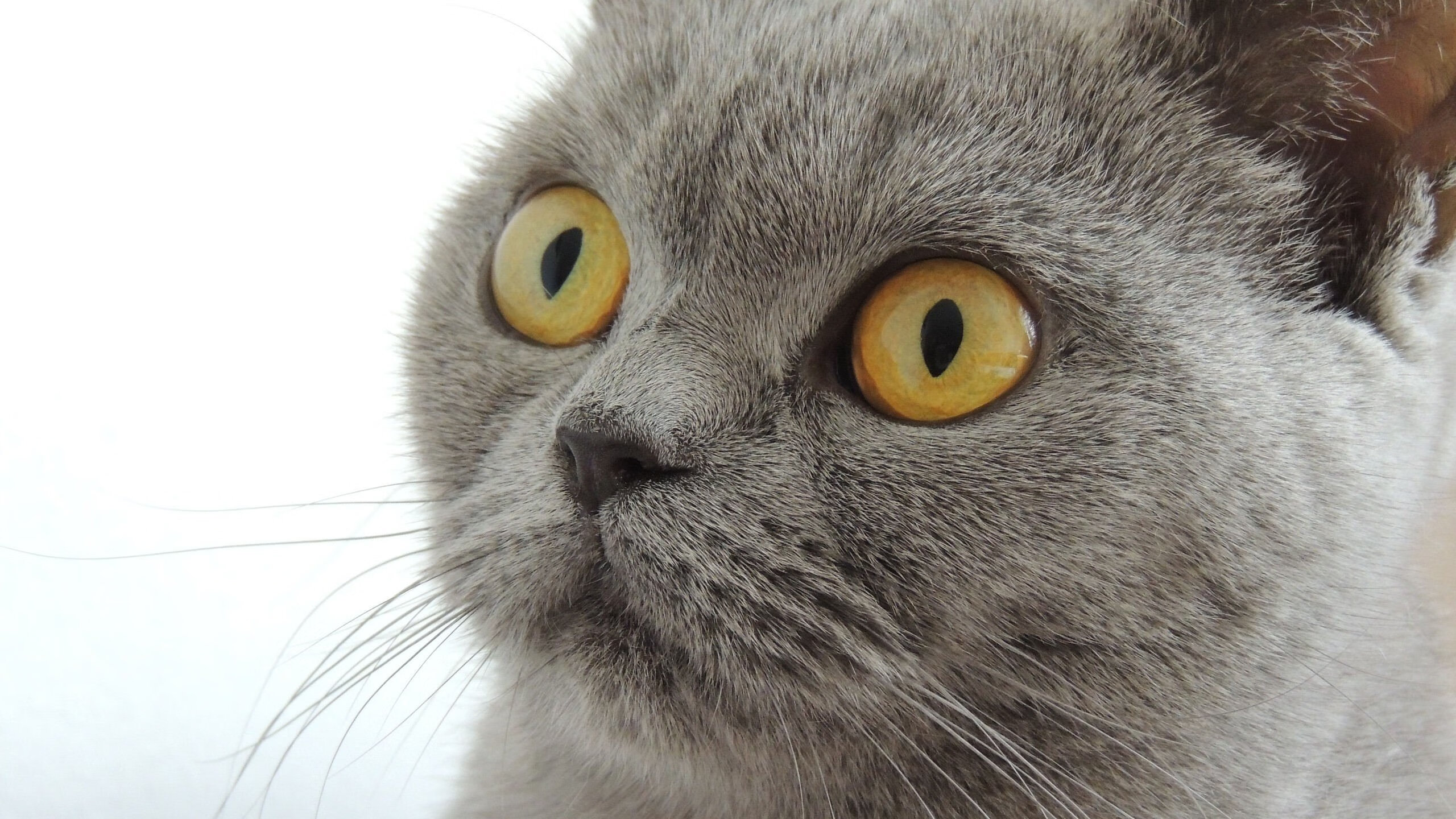 国家击剑队公布官方选拔标准及报名流程,国家击剑队能夺冠吗