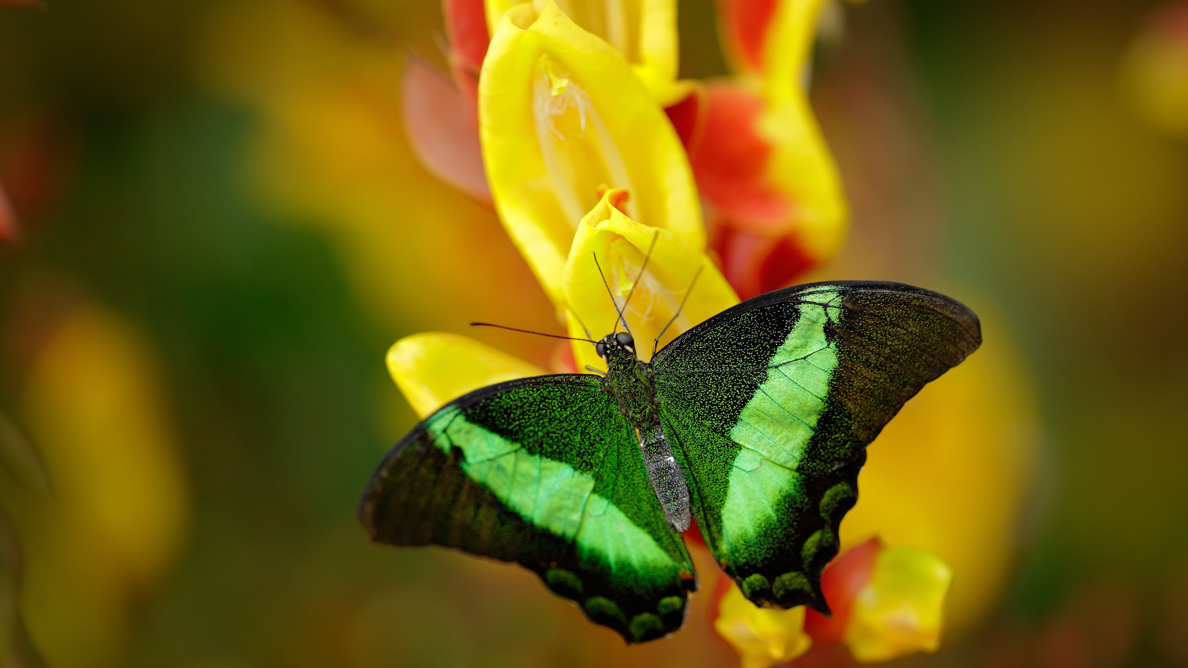 英超神奇逆袭:坚韧奋斗的极致诠释,英超巨星