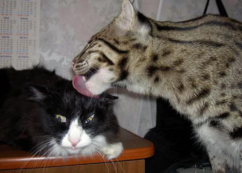 荷兰蝶泳新秀跻身决赛圈，荷兰游泳奥运冠军