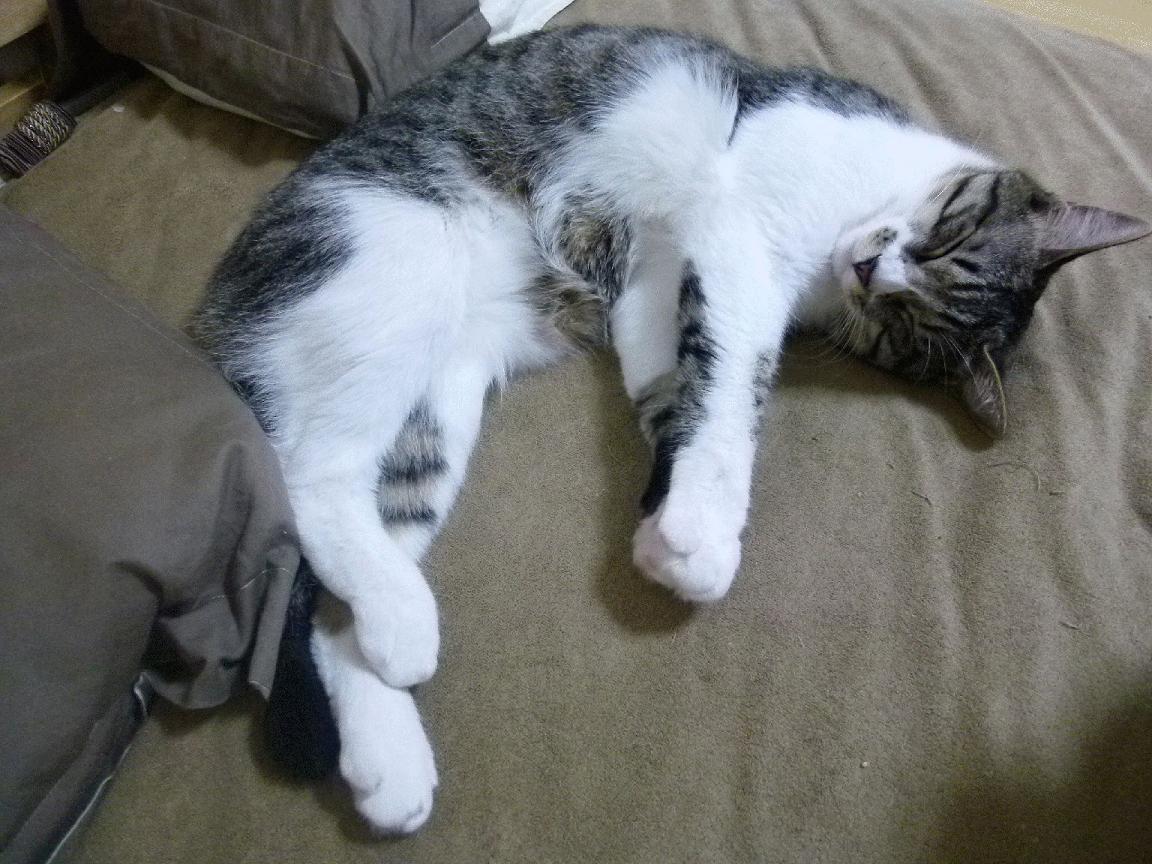 足球运动及相关产业的数字化转型加速,行业升级进入快车道,足球产业政策