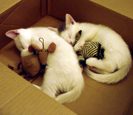 项目间协同推进，促进综合实力增长，协调项目推进